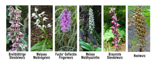 Orchideen - Orchideenweg Meikirch